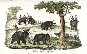 Symes: Method of catching wild elephants using lassos in Burma