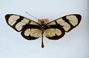 Veined: Methona themisto, bates butterfly