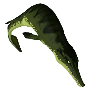 Crocodile: Metriorhynchus aquatic reptile diving