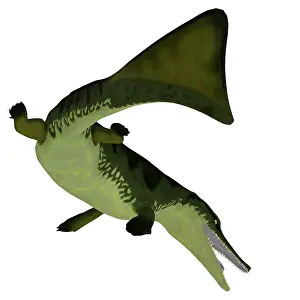 Crocodile: Metriorhynchus aquatic reptile, tail view