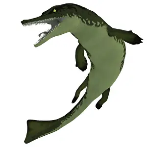 Crocodyliform: Metriorhynchus, an extinct genus of crocodyliform from the ?