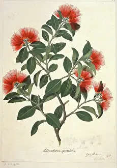 Myrtales: Metrosideros collina, metrosideros springfire