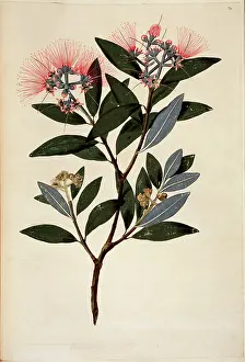 Endeavour: Metrosideros excelsa, Christmas tree
