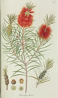 Nicolaus: Metrosideros linearis