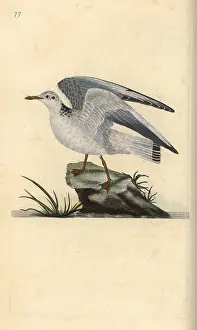 Canus: Mew or winter gull, Larus canus