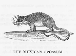 Opossum: MEX. OPOSSUM (BEWICK)