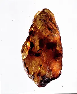 Oligocene: Mexican amber