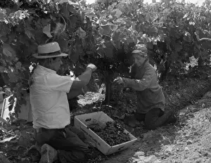 Bsloc 2011: Mexican American migrant laborers picking ?