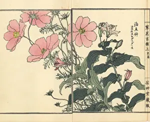 Aster: Mexican aster, Cosmos bipinnatus, and toad