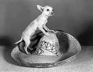 Chihuahua: MEXICAN CHIHUAHUA STANDING ON TOP OF A STRAW