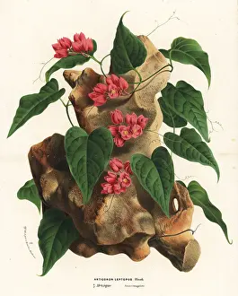 Creeper: Mexican creeper, Antigonon leptopus