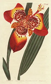 Ferraria: Mexican Ferraria iris, Peacock Flower, Tiger