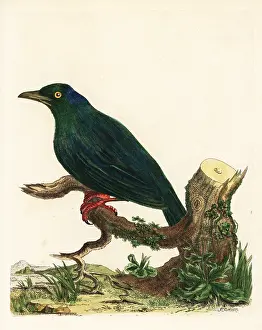 Marmaduke: Mexican grackle, Quiscalus mexicanus