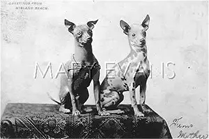 Hairless: MEXICAN HAIRLESS DOG