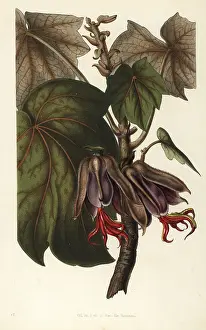 Serres: Mexican hand tree, Chiranthodendron pentadactylon