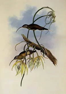 Hermit: Mexican Hermit, PhaEothornis Cephalus