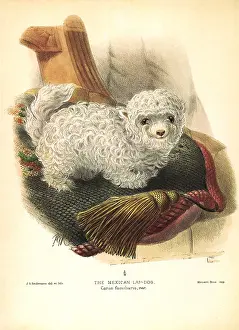Tasseled: Mexican Lap-dog