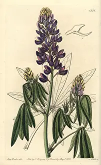 Elegans: Mexican lupine, Lupinus elegans