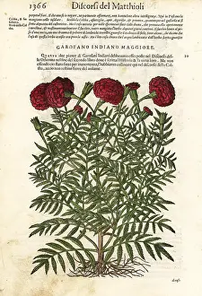 Mattioli: Mexican marigold or Aztec marigold, Tagetes erecta