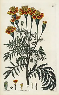 Tagetes: Mexican marigold, Tagetes erecta