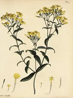 Botanical Artist: Mexican marigold, Tagetes lucida