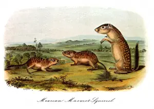 Audubon: Mexican Marmot Squirrel