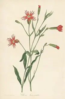 Volume 1: Mexican pink, Silene laciniata