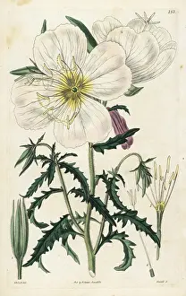 Speciosa: Mexican primrose or handsome white oenothera