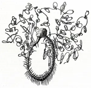 Calculators: MEXICAN QUIPU (1857)