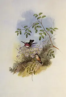 Calliope: Mexican Satellite, Calothorax Calliope