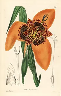 Pavonia: Mexican shellflower, Tigridia pavonia
