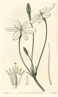 Biflora: Mexican star, Milla biflora