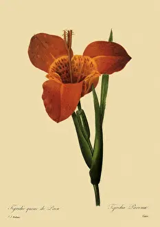 Pavonia: Mexican Tiger Flower