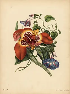 Convolvulus: The Mexican Tiger-flower, Tigridia pavonia