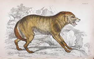 Subspecies: Mexican wolf (Canis lupus baileyi)