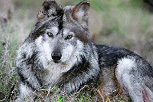 Predators: Mexican Wolf Canis Lupus Baileyi Lying Down