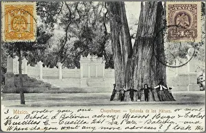 Width: Mexico - Chapultepec, Mexico City - Giant Tree