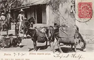 Burro: Mexico - Donkeys carrying pulque