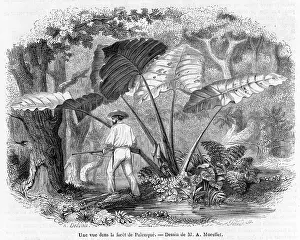 Palenque: MEXICO F0REST SCENE