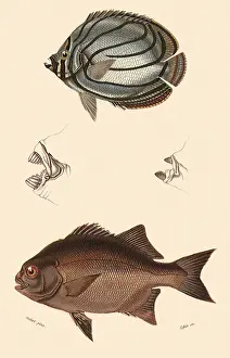 Capensis: A Meyer's Coralfish and a Galjoen