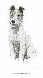Meynell: Meynell Hunt fox terrier