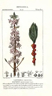 Batelli: Mezereon, Daphne mezereum