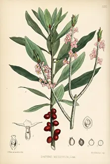 Mezereon: Mezereon, Daphne mezereum