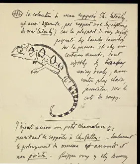 Chameleon: From M.G. Perecca to G.A. Boulenger