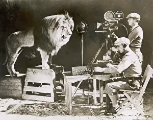 Mgm Lion
