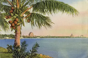 Coconut: Miami Beach, Florida, USA