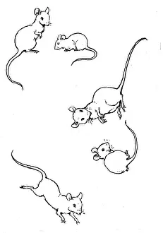 Cavort: Mice cavorting