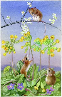Cowslips: Three mice with cowslips and violets