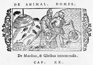 Traps: MICE/DORMICE 1555