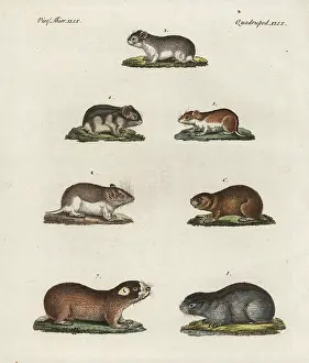 Capensis: Mice, hamsters and mole rats